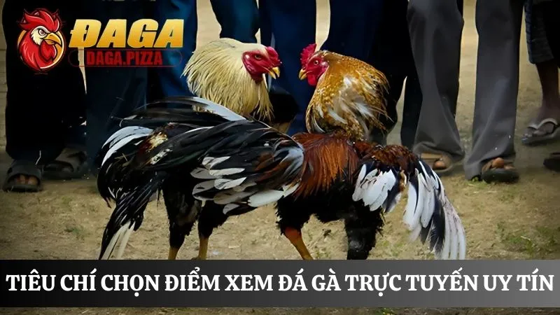cách xem đá gà trực tiếp đơn giản