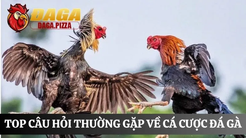 FAQ câu hỏi thường gặp